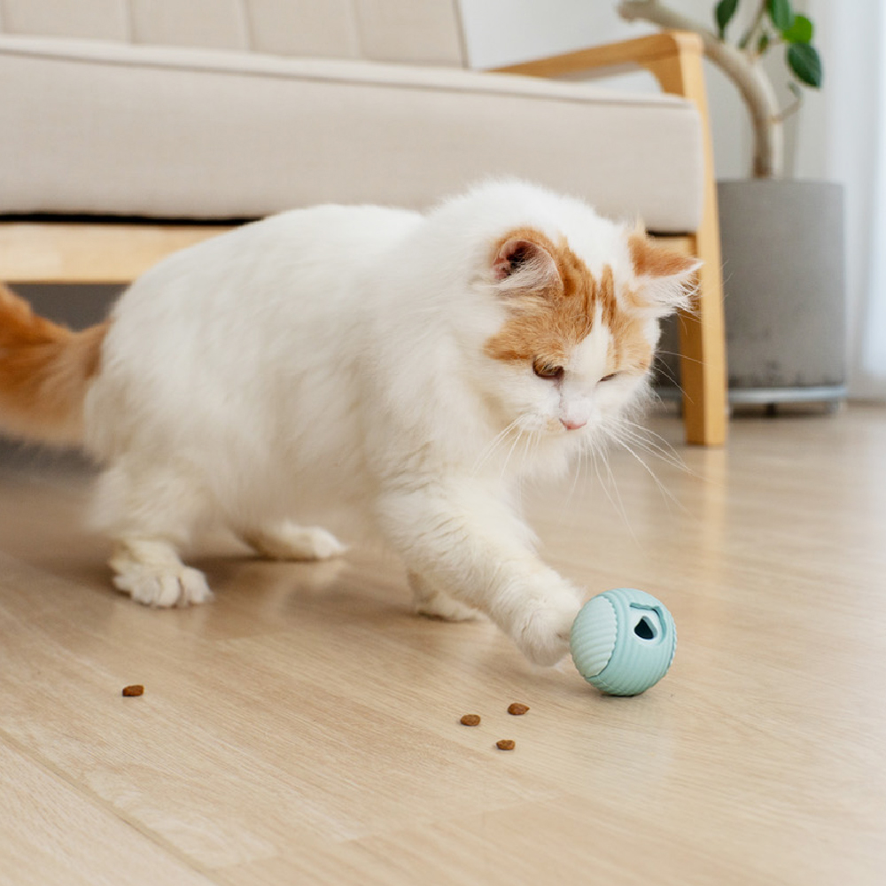 転がし遊びで、おやつゲット。飼い主さんがやさしく見守る時間に。