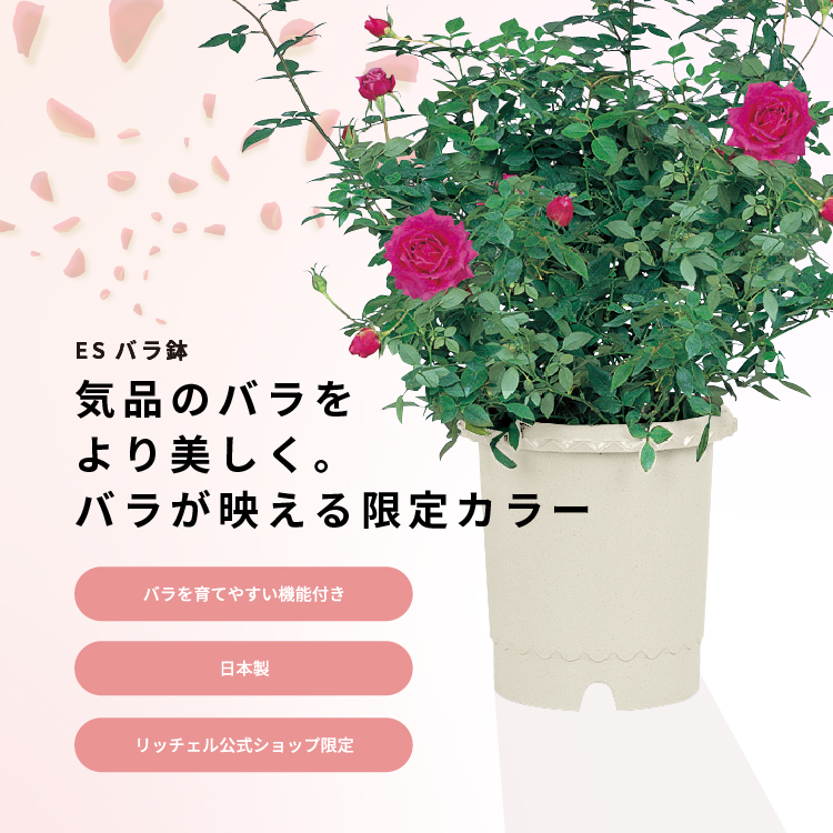 ハルナ(リッチェルバラ鉢６号) ＆綾(５号鉢)♡２種セット／しっかり芽接ぎ苗 ハルナ(リッチェルバラ鉢6号) ＆綾(5号鉢)♡2種セット／しっかり